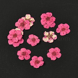 Narcissus Embossing Dried Flowers, for Cellphone, Photo Frame, Scrapbooking DIY Handmade Craft, Deep Pink, 7mm, 20pcs/box
