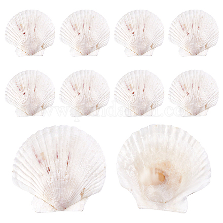 PH PandaHall 10pcs Large Scallop Shells Natural Scallops White Sea Shells 4~4.3