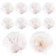 PH PandaHall 10pcs Large Scallop Shells Natural Scallops White Sea Shells 4~4.3
