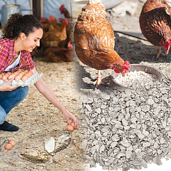1000 g de coquilles d'huîtres pour remplir un vase à la maison&nbsp;DIY-PH0034-80