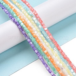 Brins de perles de coquillages naturels de troca&nbsp;SSHEL-H070-02