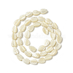 Fili di perle di conchiglia trochid naturale / trochus&nbsp;SHEL-F004-14
