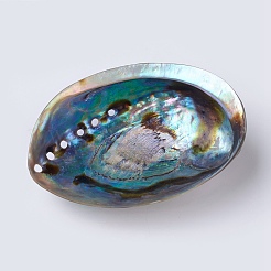 Coquille d'ormeau naturel / décoration de coquille de paua&nbsp;SSHEL-K024-01B