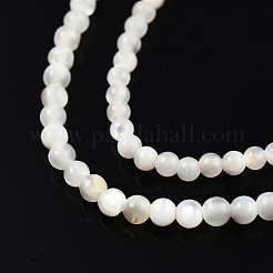 Natürliche weiße Muschelperlenstränge&nbsp;SSHEL-N003-144A-01