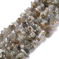 Natural Labradorite Chip Beads Strands, 5~19.5x3~8.5x1.5~7.5mm, Hole: 1mm, about 221~293pcs/strand, 31.10~32.68 inch(79~83cm)
