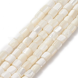 Fili di perle di colonna di conchiglia naturale, 7x6mm, Foro: 1 mm, circa 63pcs/filo, 15.7 pollice