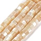 Brins de perles de coquillages naturels de troca BSHE-E030-09B-02-1