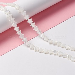 Natürliche Trochidschale / Trochusschalenperlen&nbsp;SSHEL-O001-25B-02