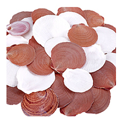 40 coquillage naturel pour décoration d'aquarium&nbsp;SHEL-PH0001-68