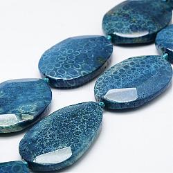Natürlichen fossilen Korallenperlen Stränge, gefärbt, Oval, Verdeck blau, 41.5~71x28~36x8.5~12 mm, Bohrung: 3 mm, 15.3 Zoll ~ 16.1 Zoll (390~410 mm)