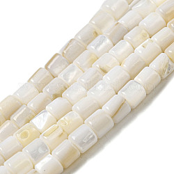 Eau douce naturelle de coquillage perles brins, colonne, floral blanc, 5x5mm, Trou: 0.7mm, Environ 74~76 pcs/chapelet, 14.57~14.96'' (37~38 cm)