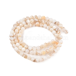 Eau douce naturelle de coquillage perles brins&nbsp;SHEL-T011-02-2mm