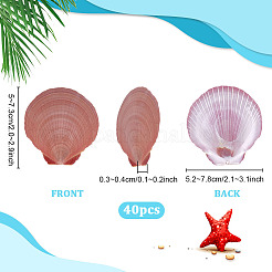 40 coquillage naturel pour décoration d'aquarium&nbsp;SHEL-PH0001-68