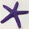 Resin Cabochons, Starfish, Indigo, 57x9.5mm