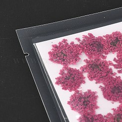 Fleurs séchées pressées&nbsp;DIY-K032-58M