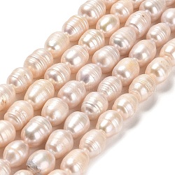 Fili di perle di perle d'acqua dolce coltivate naturali, riso, grado ab, biancheria, 8.5~14x8~9mm, Foro: 0.5 mm, circa 32pcs/filo, 14.37~14.65 pollice (36.5~37.2 cm)