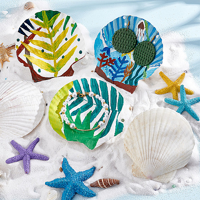 SCALLOP 6 Natural Shell Scallops Ocean Sea Shells Seashells