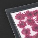 Прессованные сушеные цветы DIY-K032-58M-3