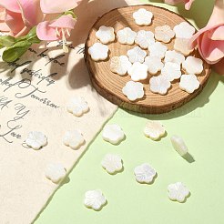 30 Stück natürliche Süßwasser-Muschelperlenstränge&nbsp;SHEL-CJ0001-30