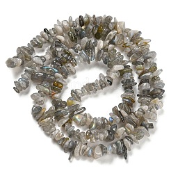 Natur Labradorit Chip Bead Stränge&nbsp;G-M205-13