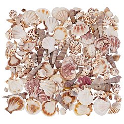 Perles en coquillage naturel, pas de trous / non percés, couleur mixte, 55~75x14~18x14~18mm, 200 pcs / boîte