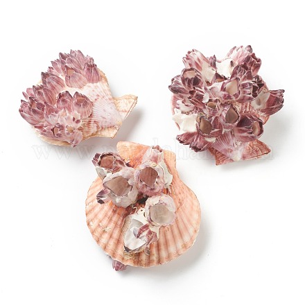 天然な巻き貝の殻のディスプレイの装飾  蓮  オールドローズ  73~90x69~81x37~57mm AJEW-H126-06-1