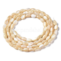 Natürliche Trochidschale / Trochusschalenperlenstränge&nbsp;SSHEL-S266-021B-01
