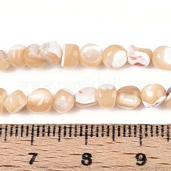 Natürliche Trochidschale / Trochusschalenperlenstränge&nbsp;SSHEL-N040-11
