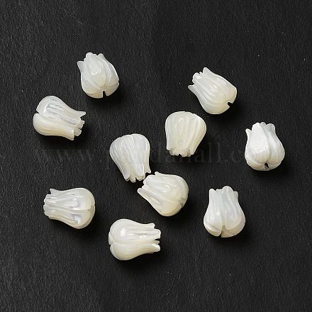 Perle trochid naturali / conchiglie trochus BSHE-E026-03-1