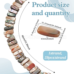 1 Strang natürliche Paua-Muschelperlenstränge&nbsp;BSHE-ME0001-04