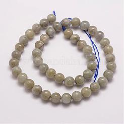 Labradorite naturale fili di perline&nbsp;G-P259-02-6mm