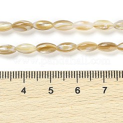 Naturali di acqua dolce perline shell fili&nbsp;X-BSHE-G036-03