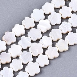 Eau douce naturelle de coquillage perles brins, fleur, couleur de coquillage, 8x8x2.5mm, Trou: 0.6mm, Environ 46~48 pcs/chapelet, 14.96 pouce (38 cm)