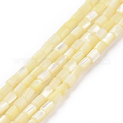 Hebras de cuentas de concha de trochus natural, teñido, columna, amarillo vara de oro claro, 5x3mm, agujero: 0.8 mm, aproximamente 82~83 pcs / cadena, 15.63'' (39.7 cm)