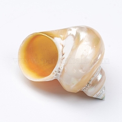 Muscheln von Einsiedlerkrebsen&nbsp;SSHEL-WH0001-15C