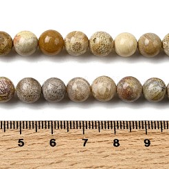 Natürlichen fossilen Korallenperlen Stränge&nbsp;G-A274-B01-8mm