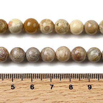Natürlichen fossilen Korallenperlen Stränge&nbsp;G-A274-B01-8mm-1