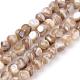 Freshwater Shell Beads Strands SSHEL-Q300-006A-1