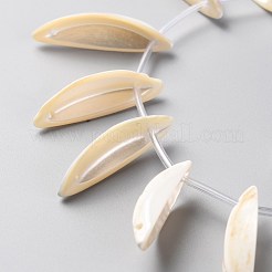 Naturali di acqua dolce perline shell fili&nbsp;SHEL-C001-02