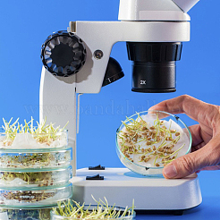 Capsula di Petri biochimica in vetro piatto e rotondo&nbsp;GLAA-OC0001-14B