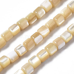 Chapelets de perles de coquille de trochid / trochus coquille, colonne, 3.5x3.5mm, Trou: 1mm, Environ 111~117 pcs/chapelet, 15.35 pouce ~ 15.94 pouces (39~40.5 cm)
