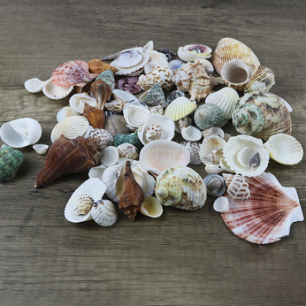 Beautiful Beach Sea Shells DIY-WH0045-12-1
