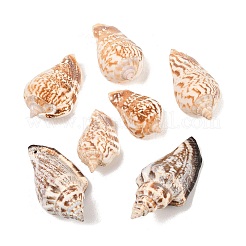 Perle di conchiglia naturali&nbsp;X-BSHE-O007-57