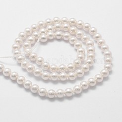 Shell-Perle Perle Stränge&nbsp;X-BSHE-L025-01-4mm