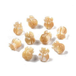 Coquille de trochide naturelle/coquille de troque&nbsp;SSHEL-N003-145A-A01