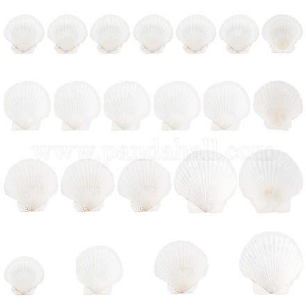 Ph pandahall 20 pz conchiglie grandi di 4 dimensioni capesante naturali  2.4-4.2 pollici/6-10 cm conchiglie artigianali bianche conchiglie da  spiaggia oceaniche per decorare all'ingrosso 