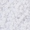 TOHO Round Seed Beads, Japanese Seed Beads, Frosted, (141F) Ceylon Frost Snowflake, 8/0, 3mm, Hole: 1mm, about 222pcs/10g