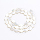 Perlas de concha de nácar de concha blanca natural X-SSHEL-L017-006-3