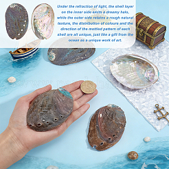 Dekorationen aus natürlichen Paua-Muscheln&nbsp;DJEW-WH0042-147