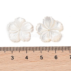 Cuentas de concha natural de blanco&nbsp;SSHEL-C012-23B
